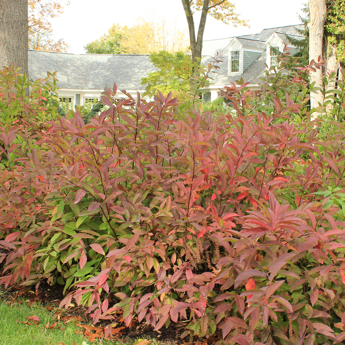 Red fall color of Itea Henry's Garnet in home landscape