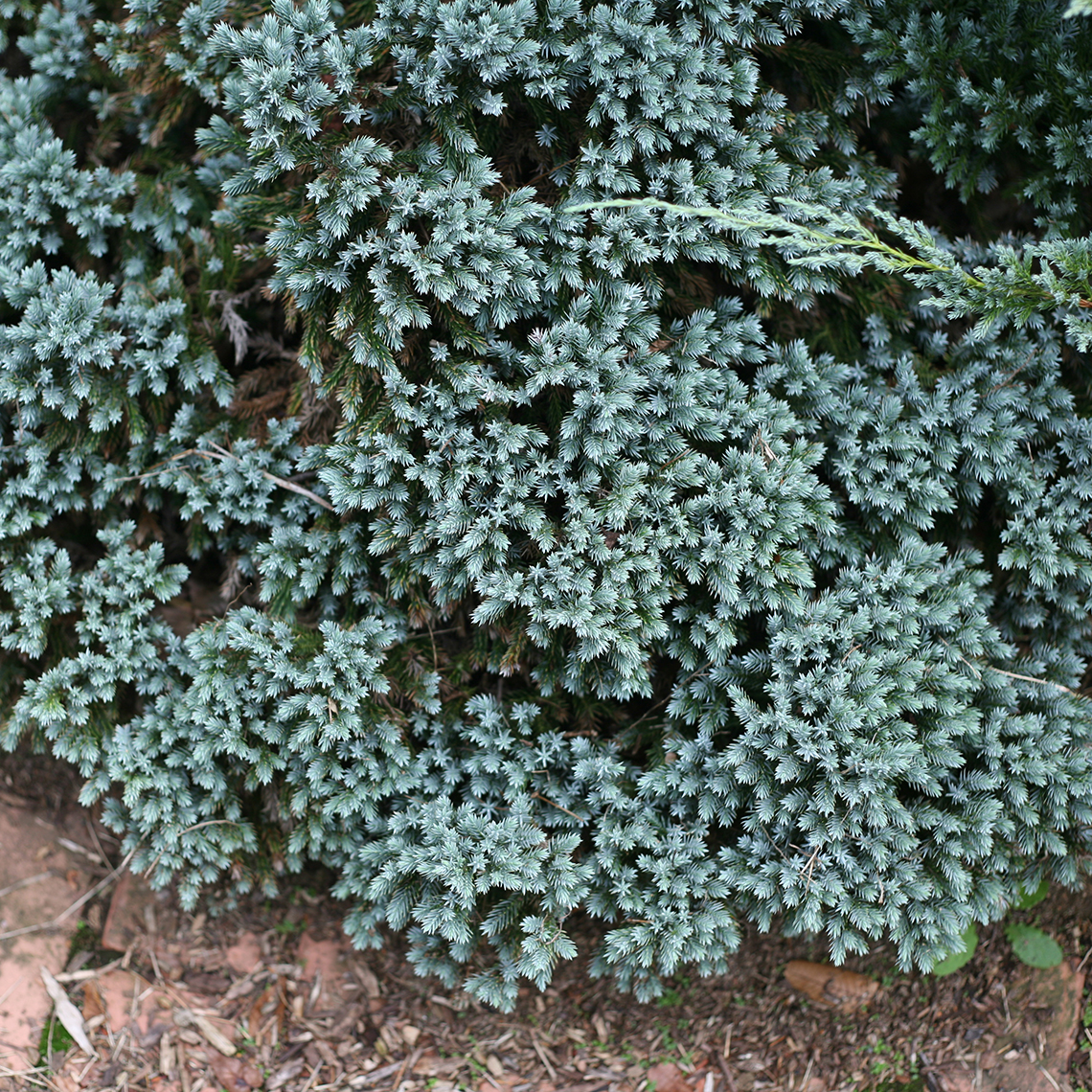 Overhead look at the heavily textured Juniperus Blue Star