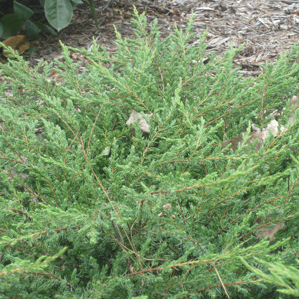 Low growing green spikes of Juniperus Effusa