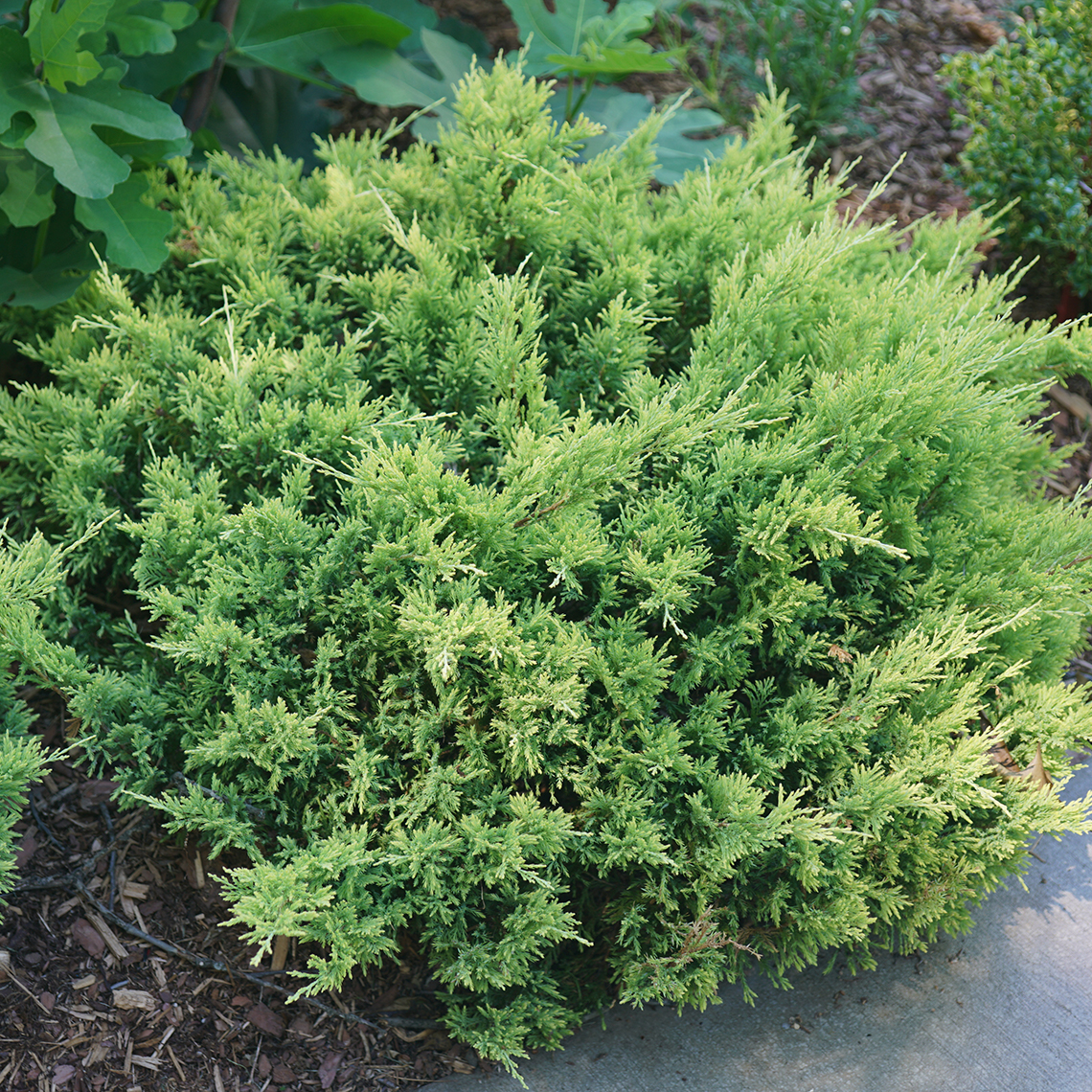 Good Vibrations Gold Juniperus' low mound of soft green evergreen foliage