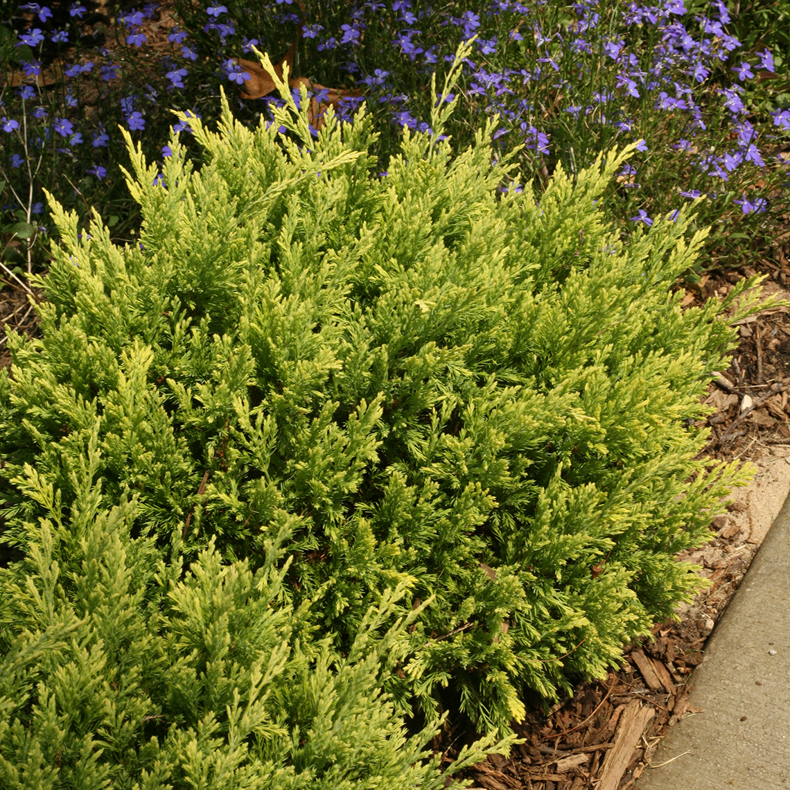 Good Vibrations Gold Juniperus in garden bed with blue flowers