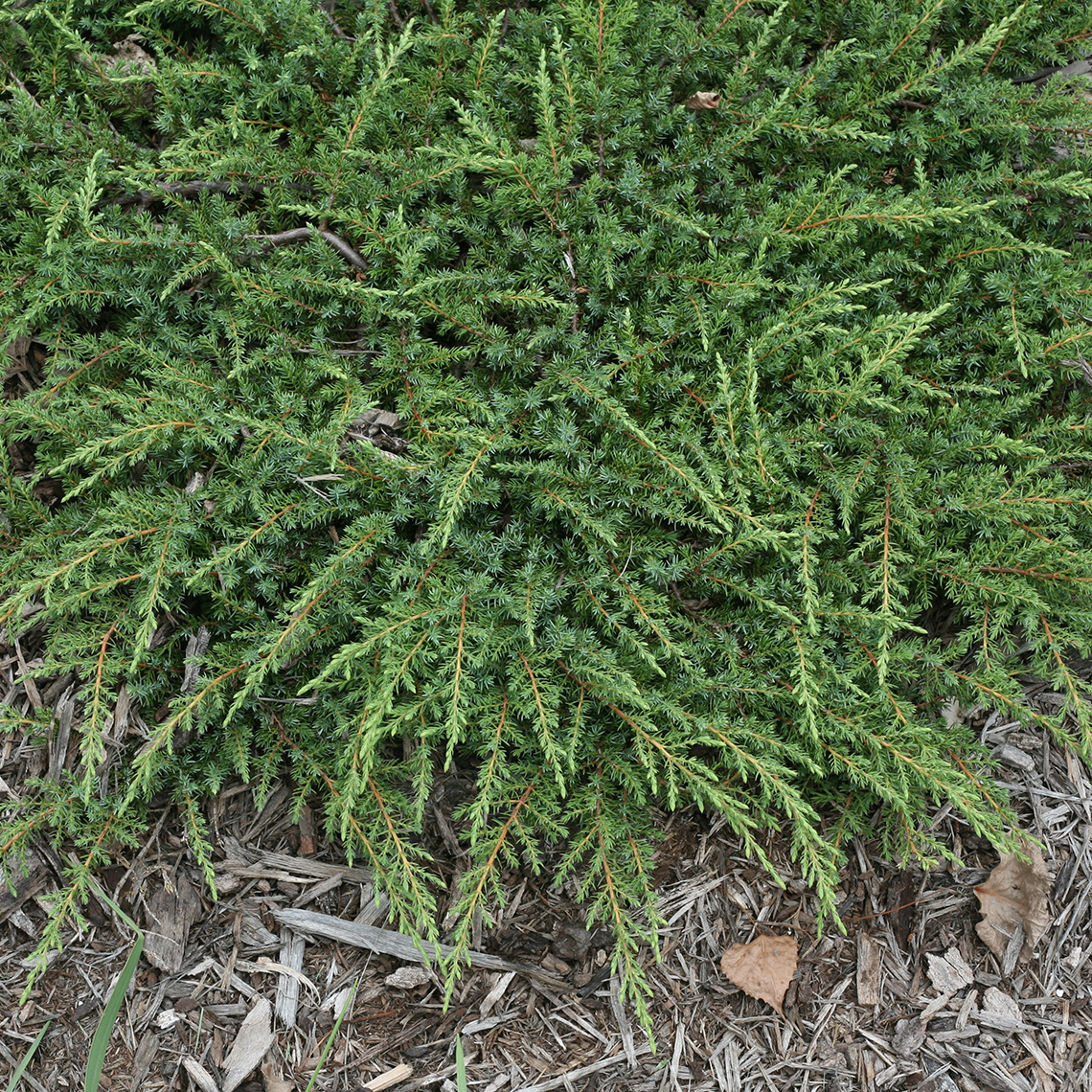 Heavily textured evergreen foliage of low growing Juniperus Green Carpet