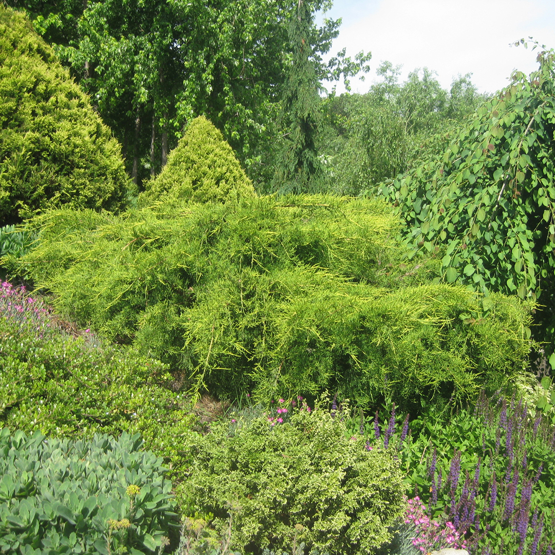 Highly textured Juniperus Sea Green in garden