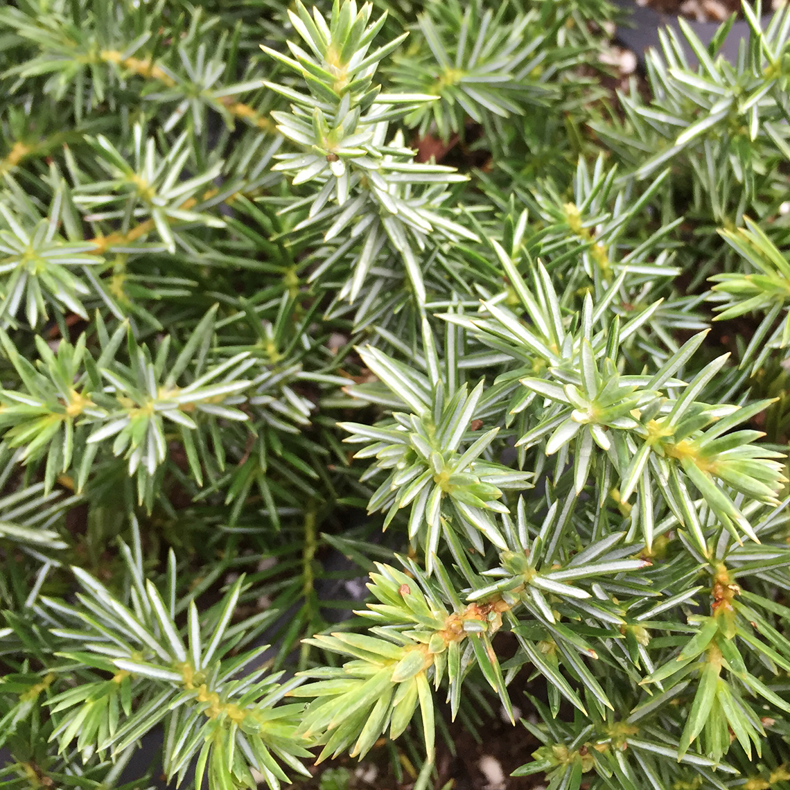 Close up of silver lined foliage of Juniperus Silver Mist