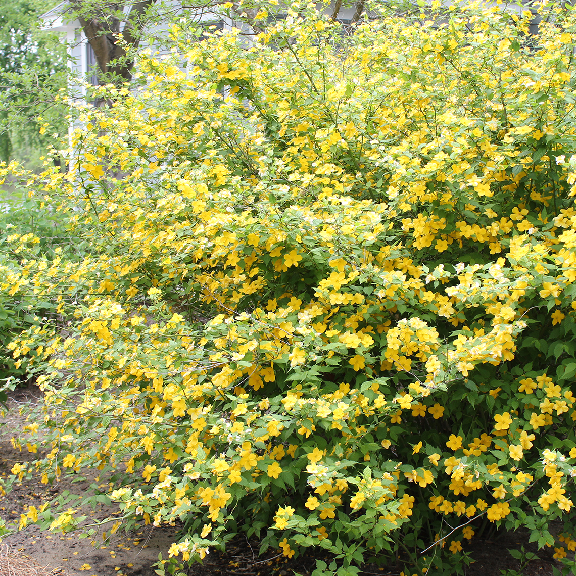 Heavy flowering Kerria Golden Guinea in landscape