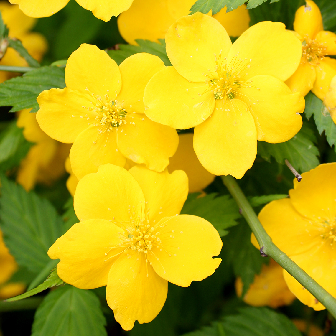 Close up of sunny single yellow flowers of Kerria Golden Guinea
