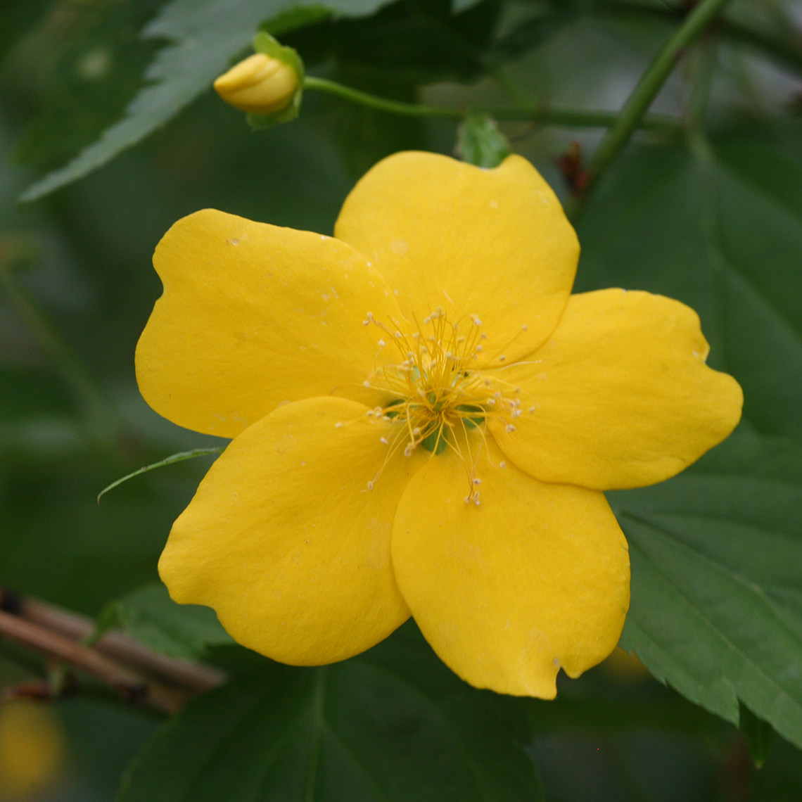 Single yellow flower of Kerria Honshu