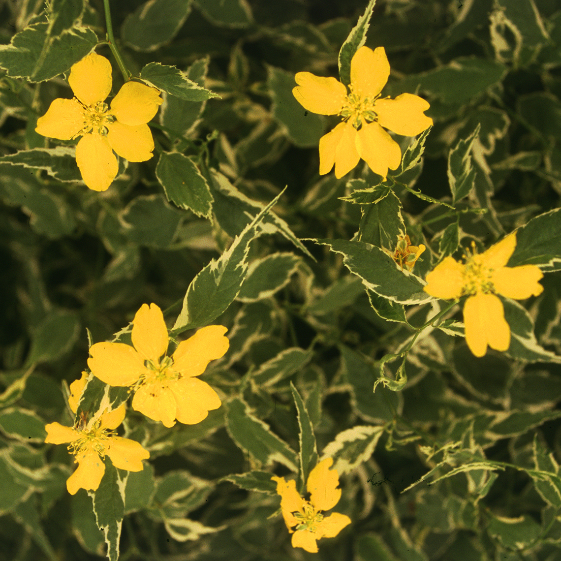 Bright yellow flowers float on thinly margined foliage of Kerria Picta