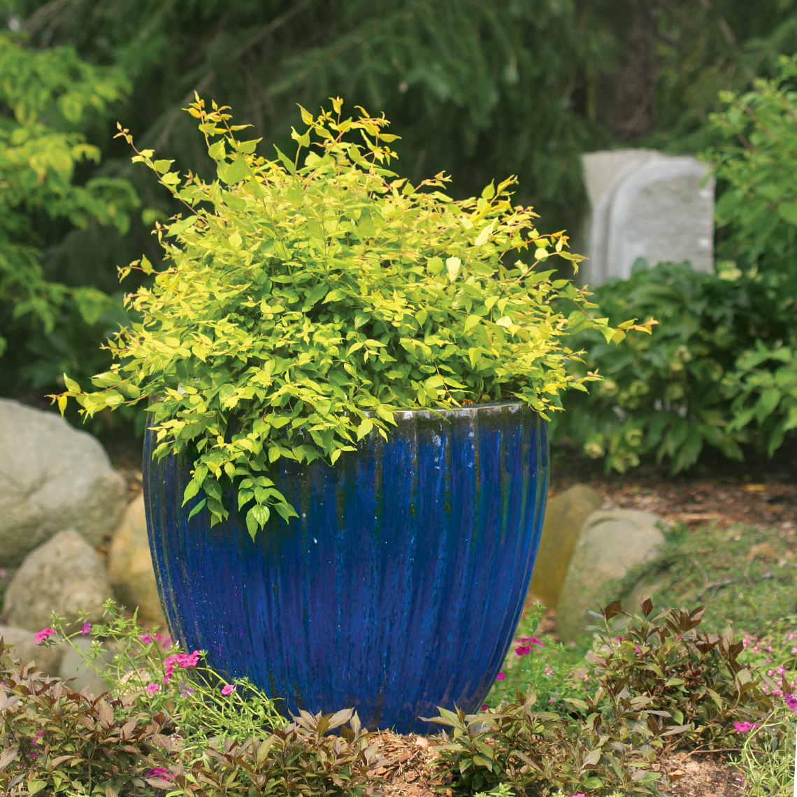 Small Dream Catcher Kolkwitzia in blue ceramic container in garden