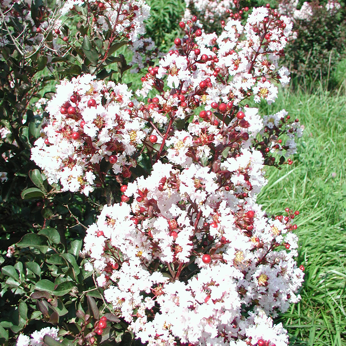 Close up of Burgundy Cotton Lagerstroemia white blooms