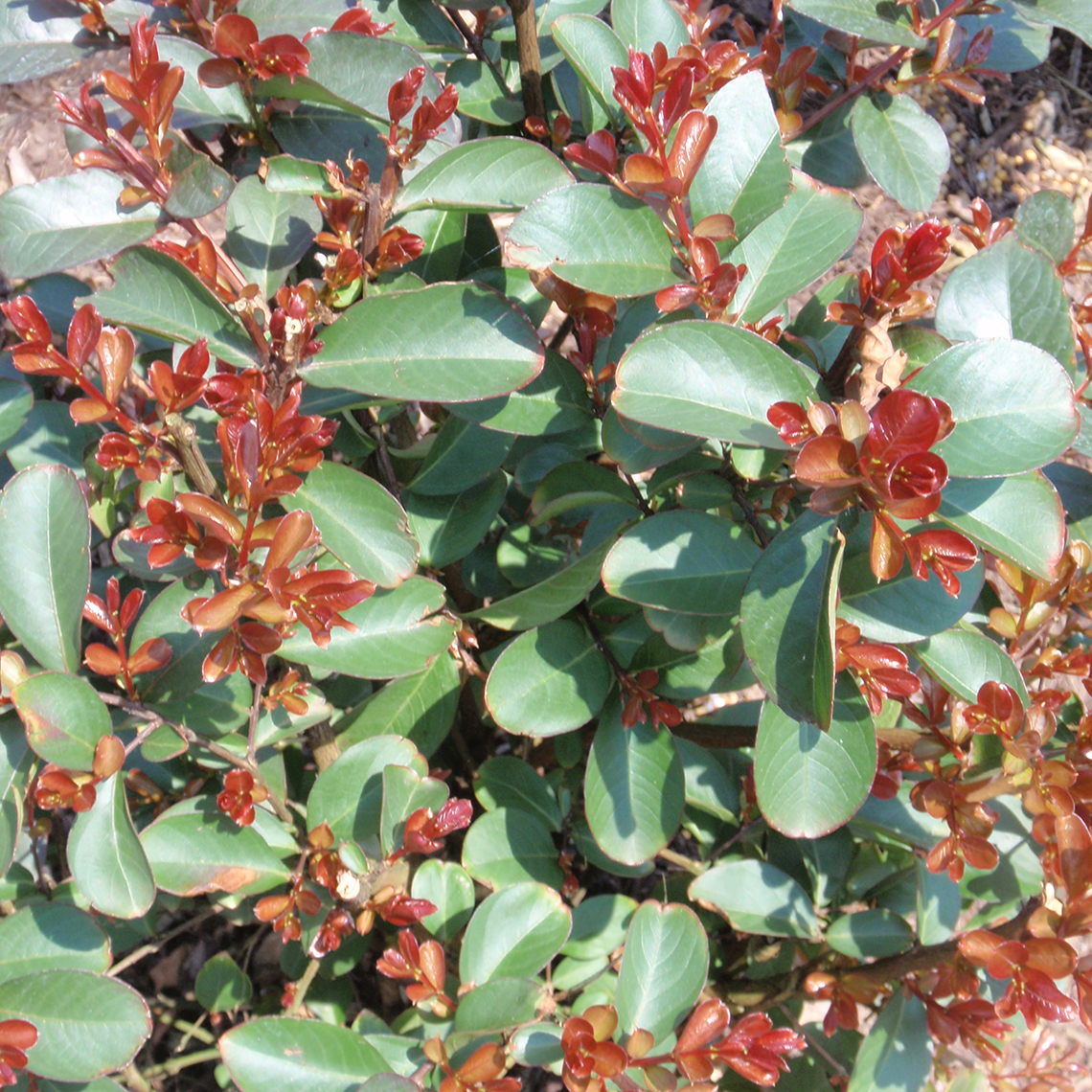 Burgundy Cotton Lagerstroemia red and green foliage in the landscape