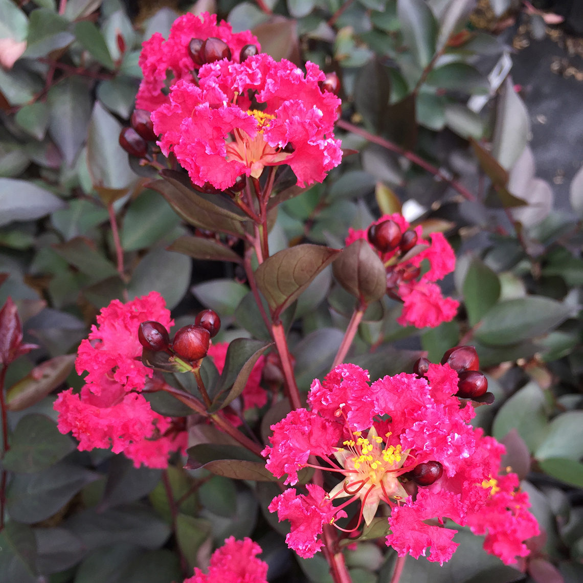 Double Dynamite Lagerstroemia pink blooms
