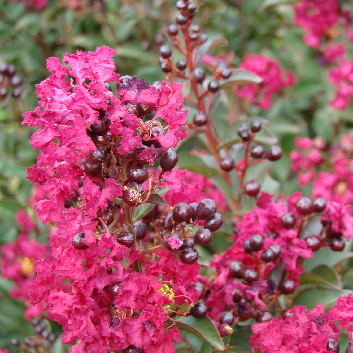 Close up of pink Double Feature Lagerstroemia blooms