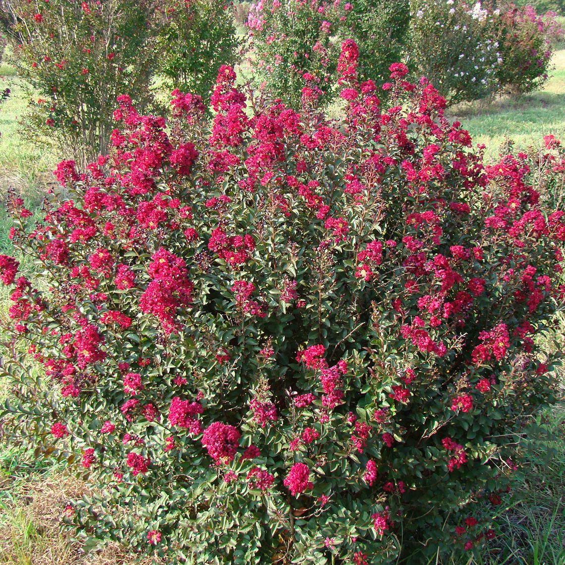 Double Feature Lagerstroemia blooming in the landscape