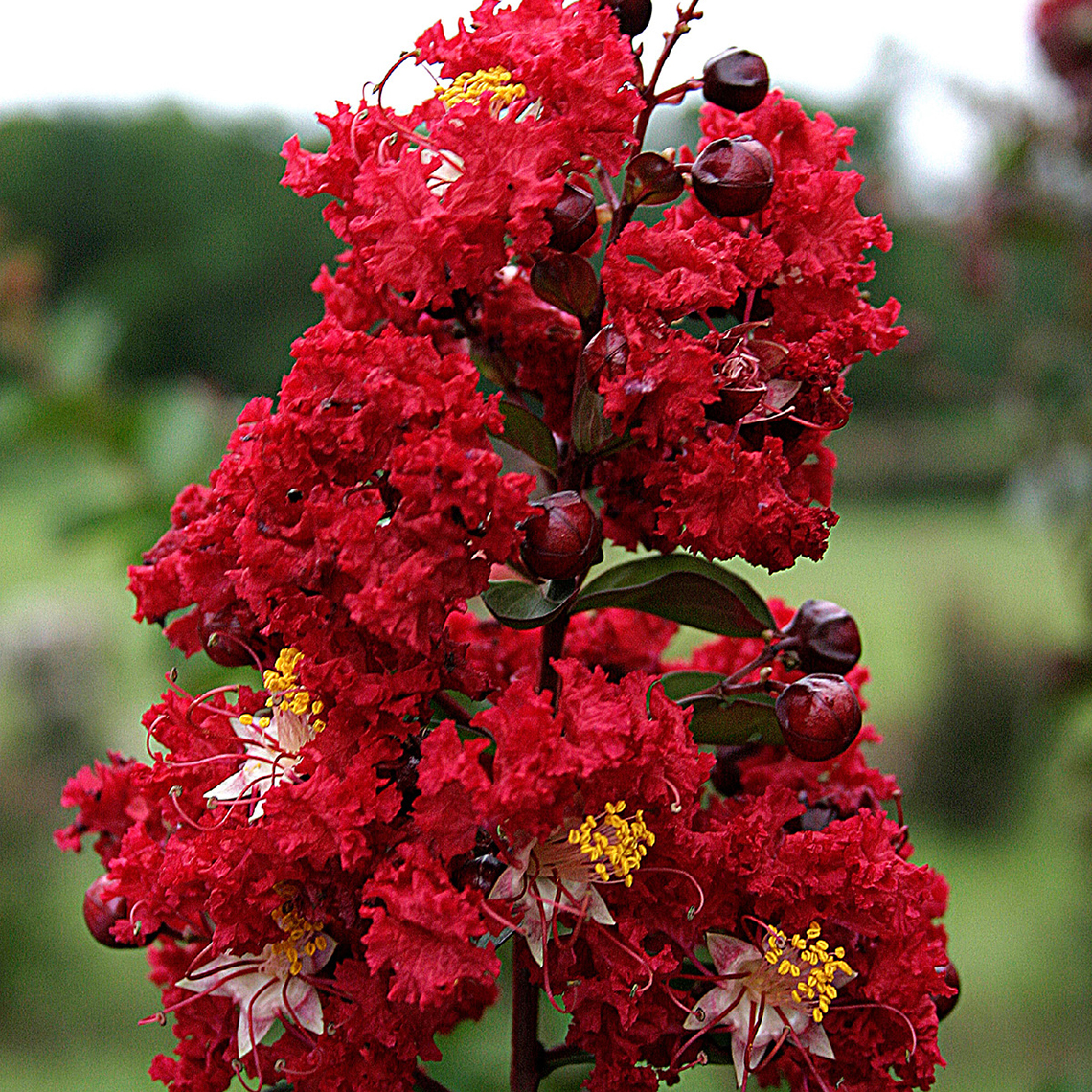 Close up of Dynamite Lagerstroemia bloom