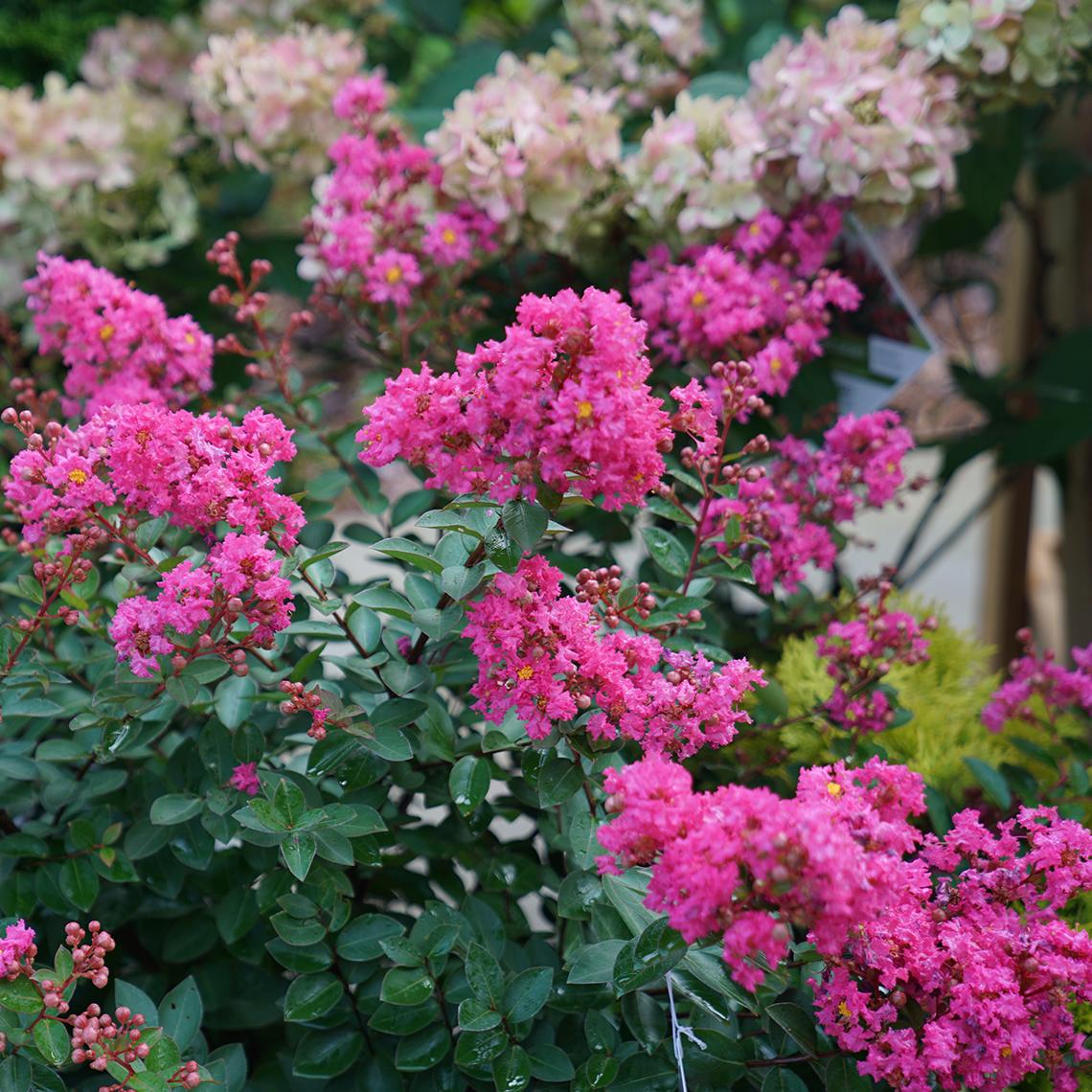 Infinitini Brite Pink Lagerstroemia vibrant pink blooms