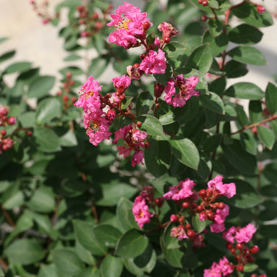 Close up of Infinitini Brite Pink Lagerstroemia blooms