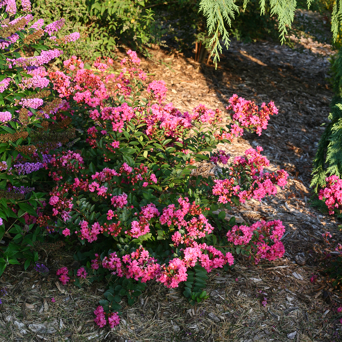 Infinitini Brite Pink Lagerstroemia in the landscape