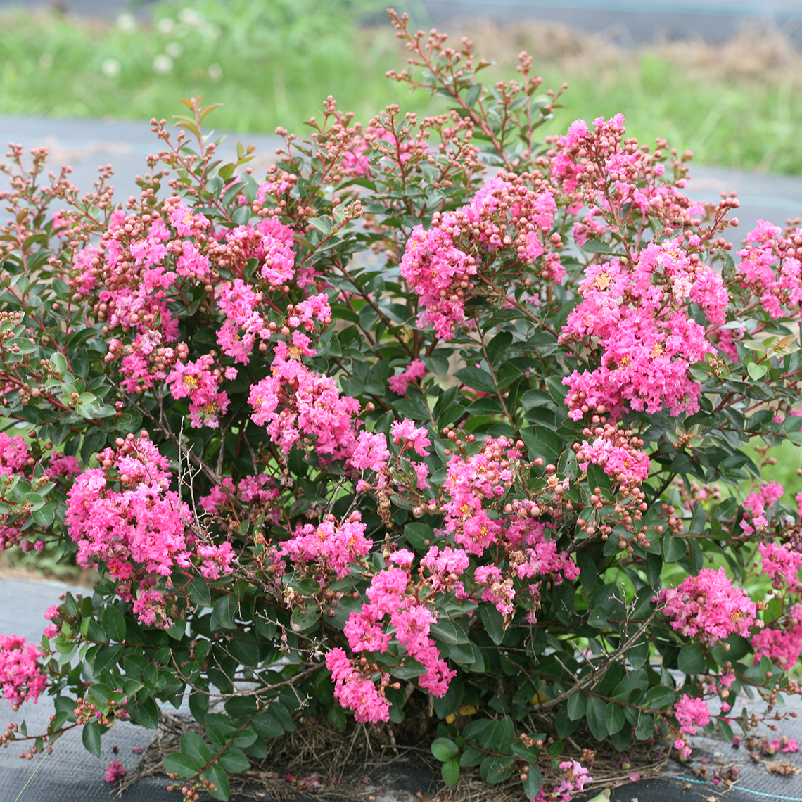 Infinitini Brite Pink Lagerstroemia heavy bloom and bud set