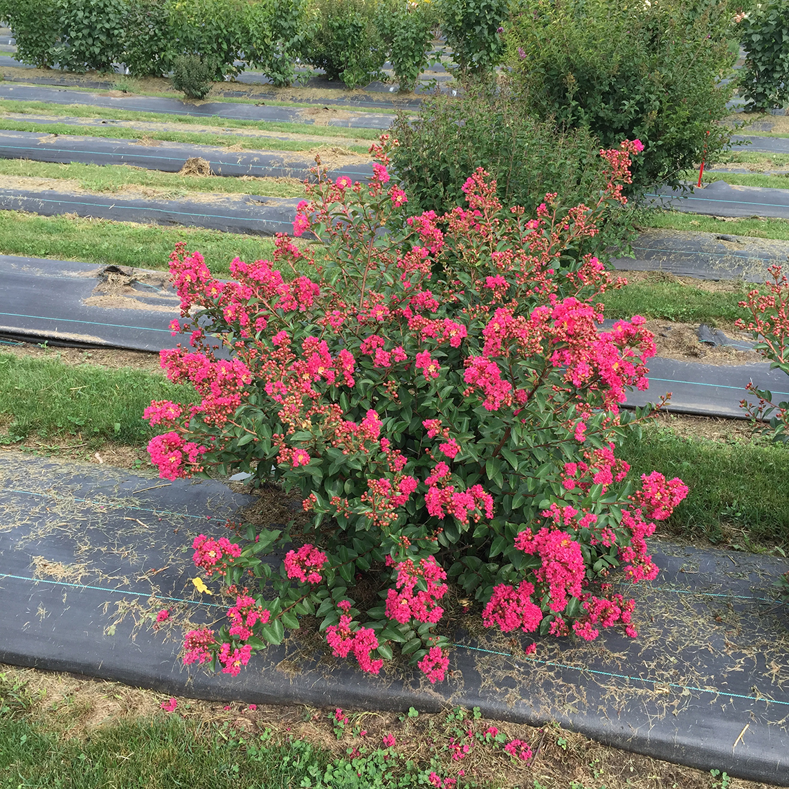 Infinitini Magenta Lagerstroemia blooming in trial field