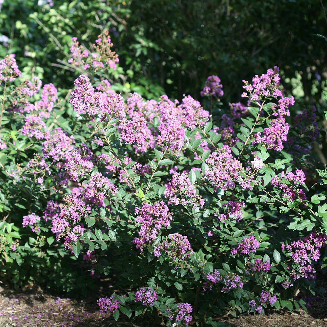 Blooming Infinitini Orchid Lagerstroemia in the landscape