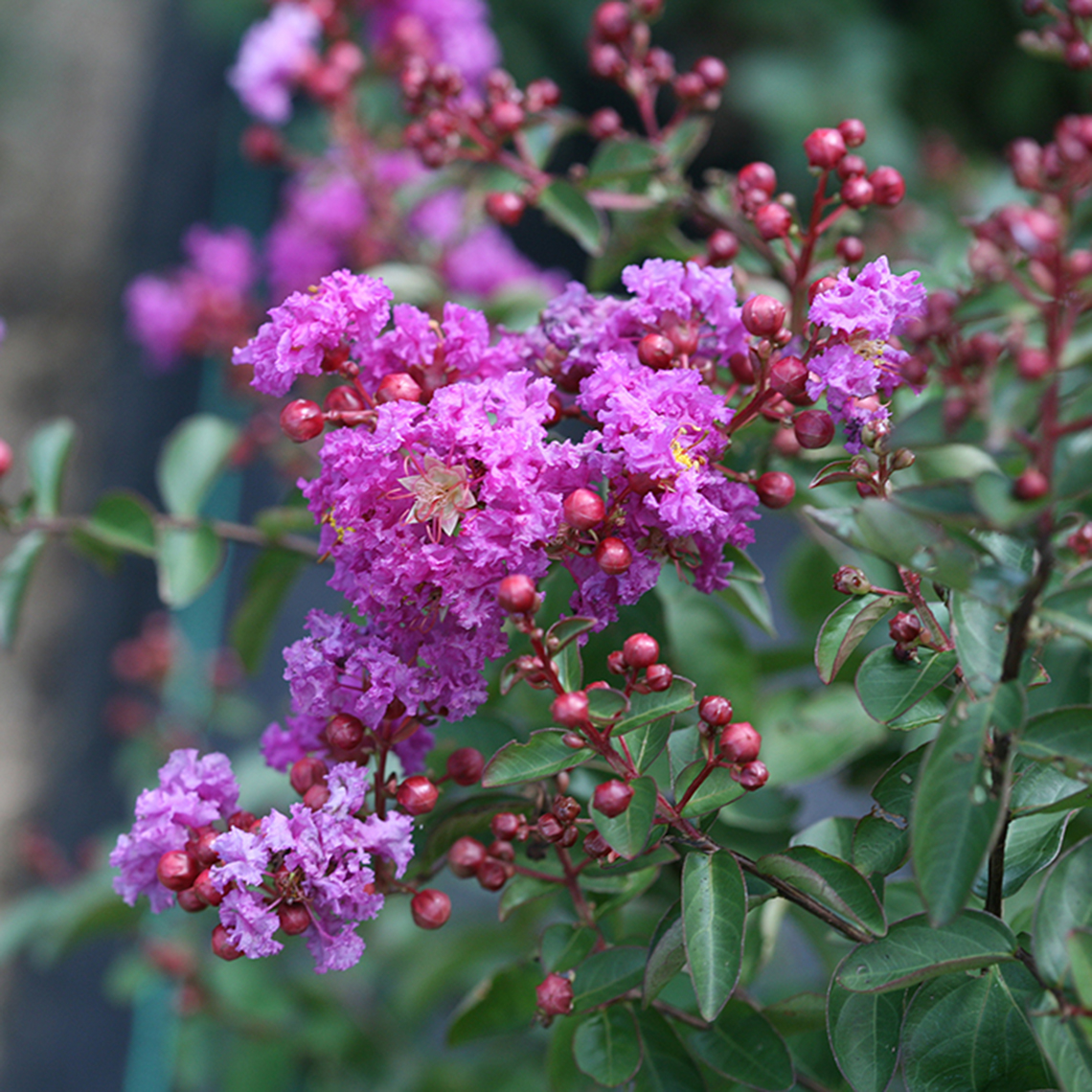 Close up of Infinitini Purple Lagerstroemia blooms and buds