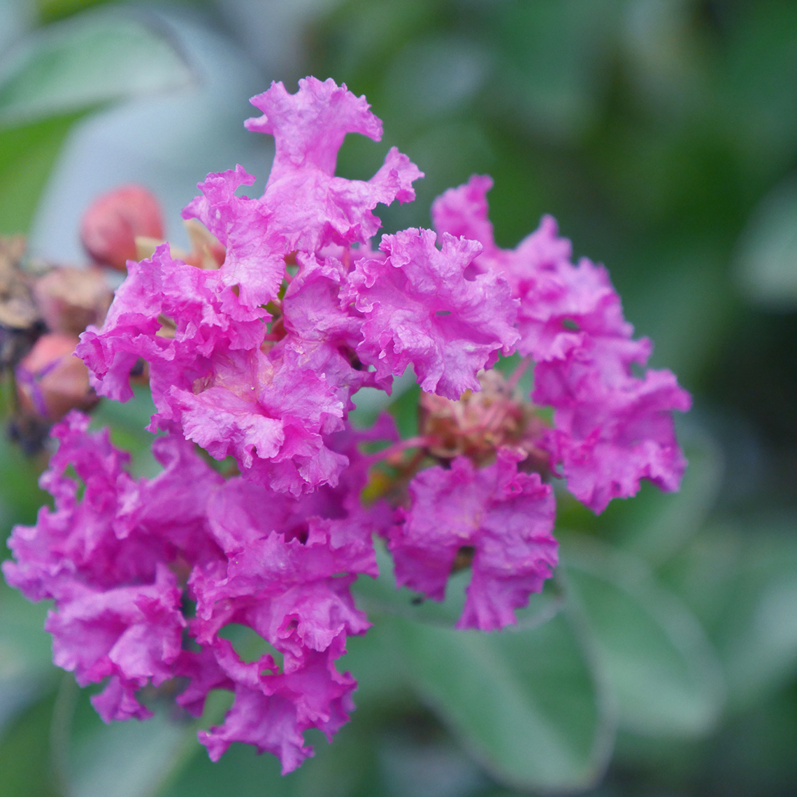 Close up of Infinitini Purple Lagerstroemia blooms