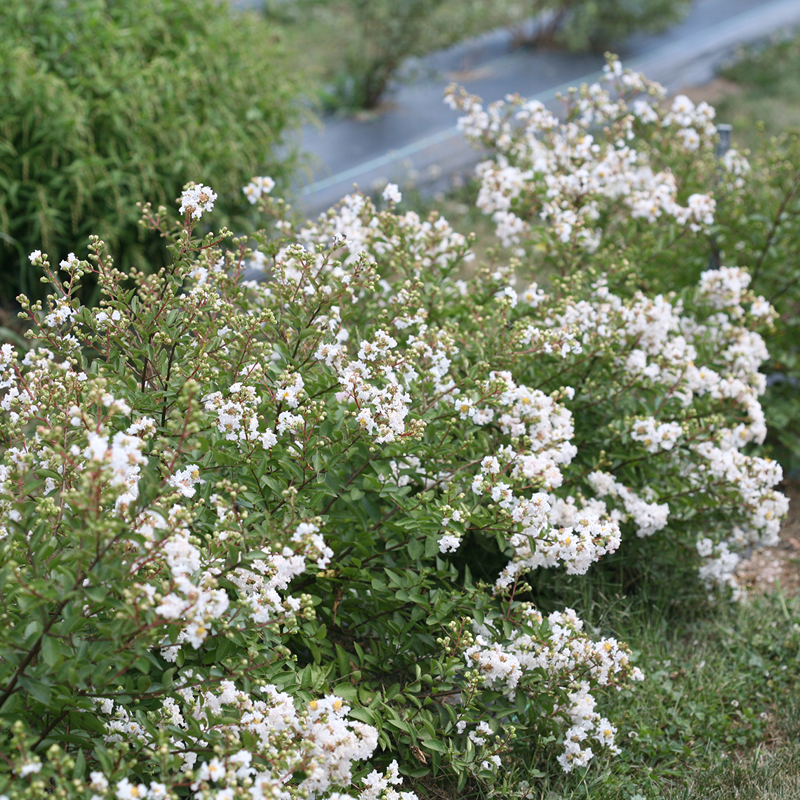 Heavy blooming Infinitini White Lagerstroemia in trial field