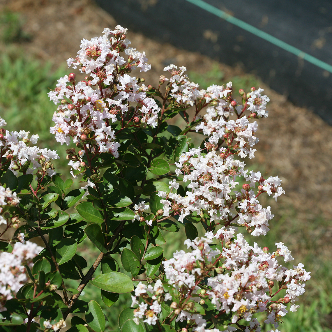 Close up of Infinitini White Lagerstroemia blooms in trial field