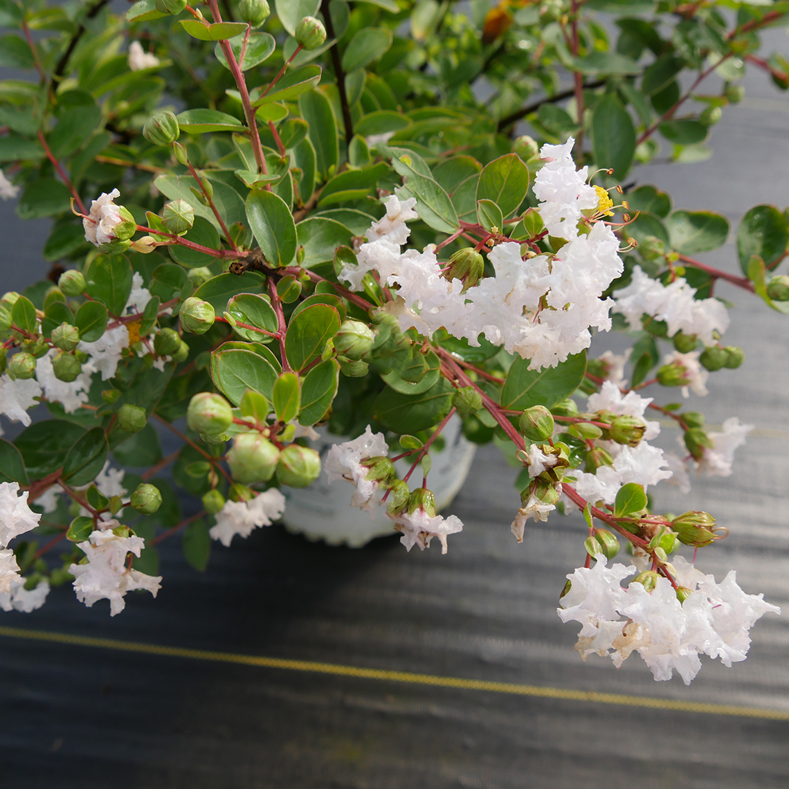 Close up of Infinitini White Lagerstroemia blooms