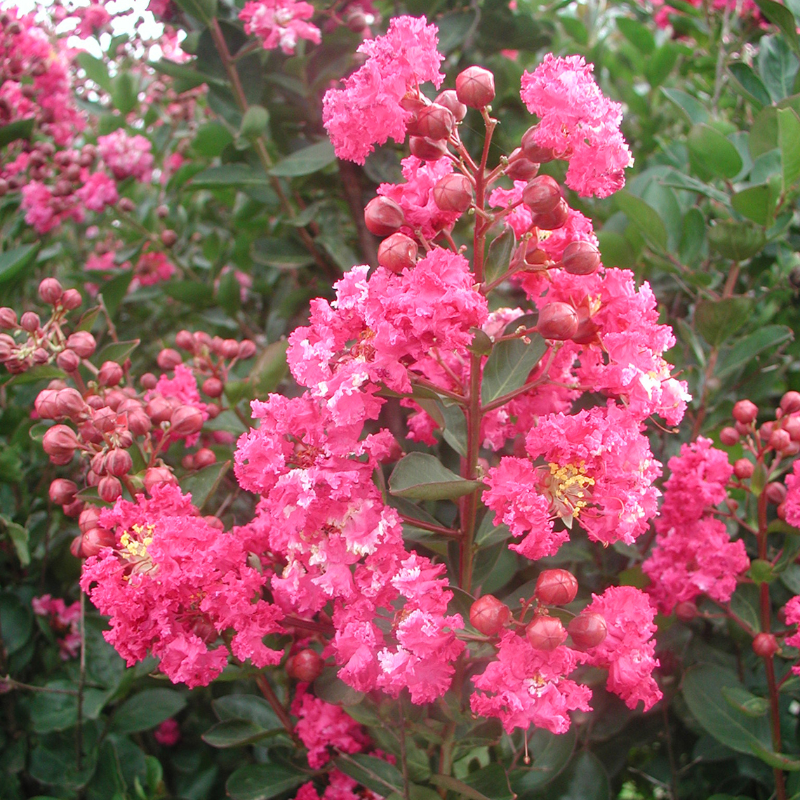 Close up of pink Raspberry Sundae Lagerstroemia blooms