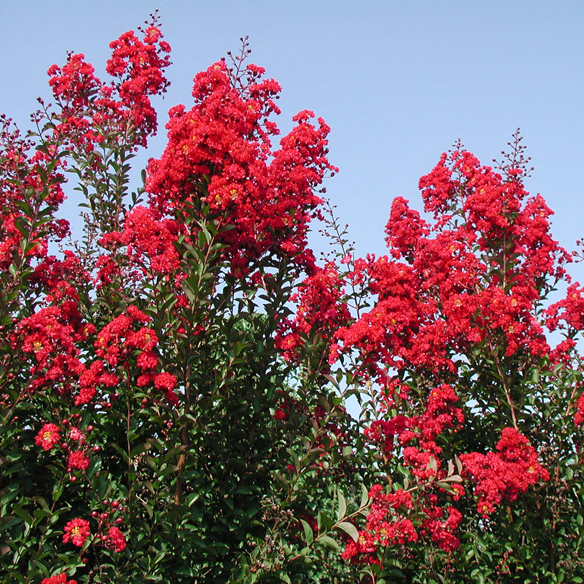 Heavy red bloom set of Red Rocket Lagerstroemia