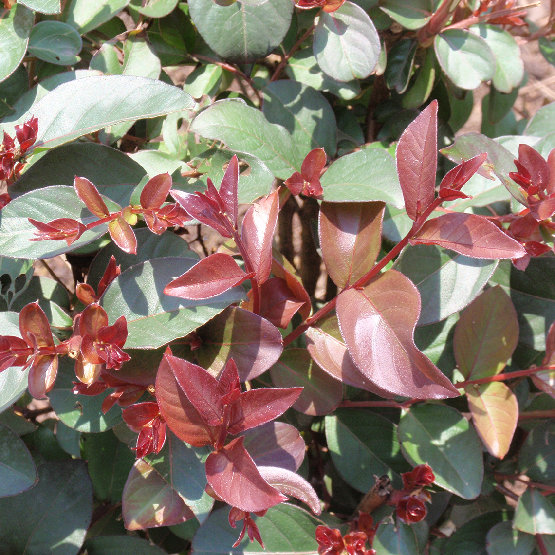 Close up of green and red Rhapsody in Pink Lagerstroemia foliage