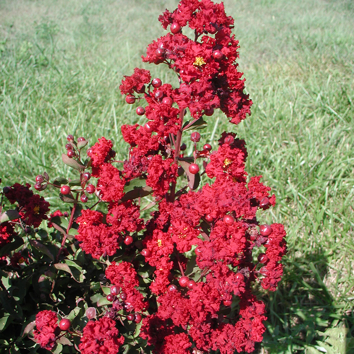 Close up of Siren Red Lagerstroemia bloom