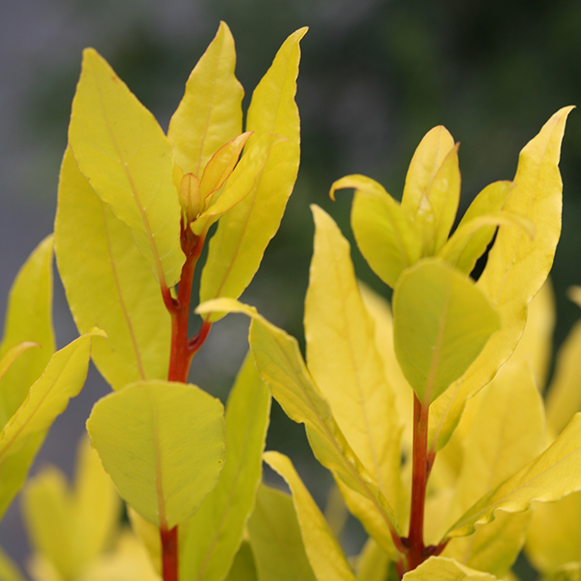 Close up of Sicilian Sunshine Laurus yellow foliage and orange stems