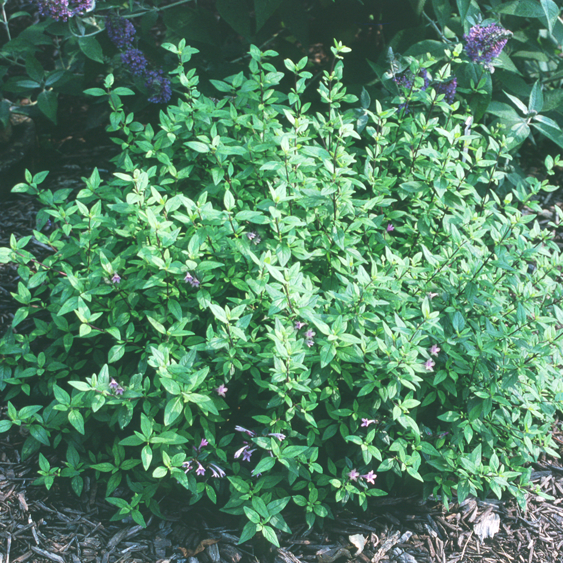 Leptodermis green foliage in the landscape