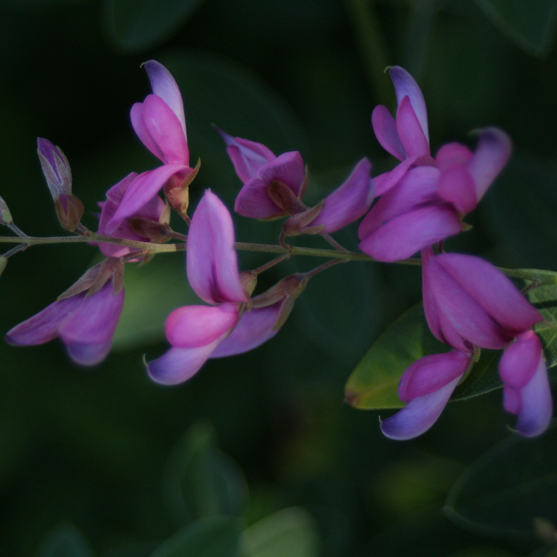 Close up of Gibraltar Lespedeza purple blooms