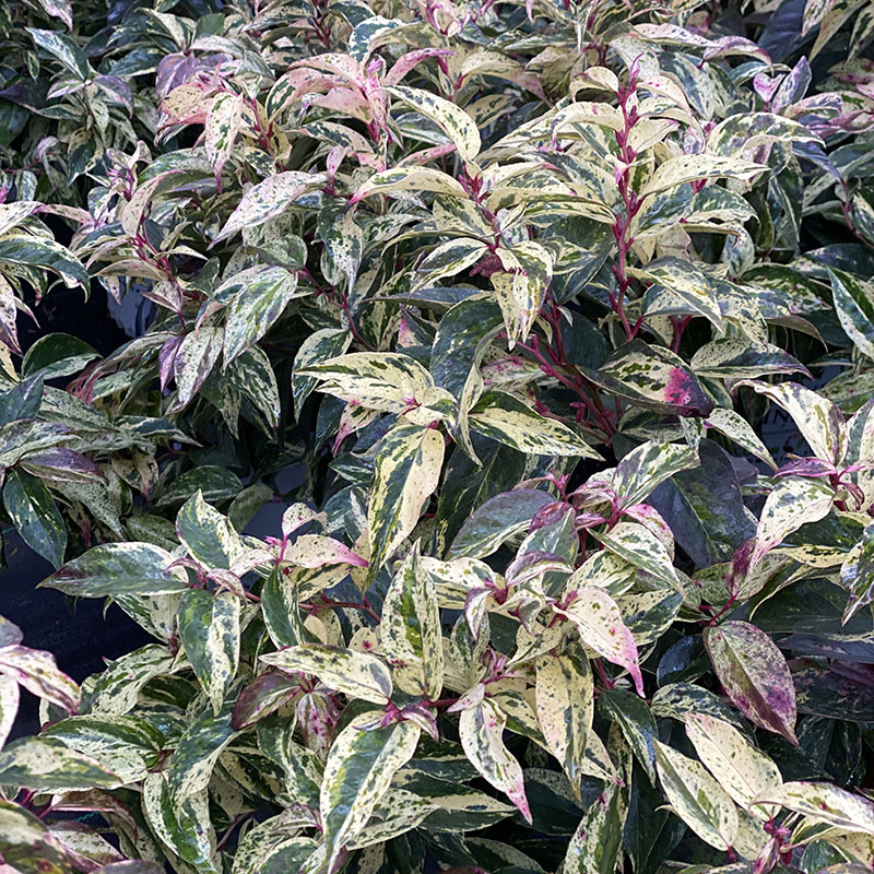 Close up of the pink, green, bronze, white, and yellow foliage of Paisley Pup laucothoe