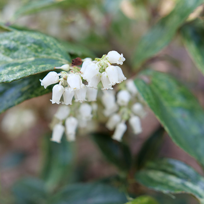 Close up of the white bell shaped flowers of Paisley Pup doghobble