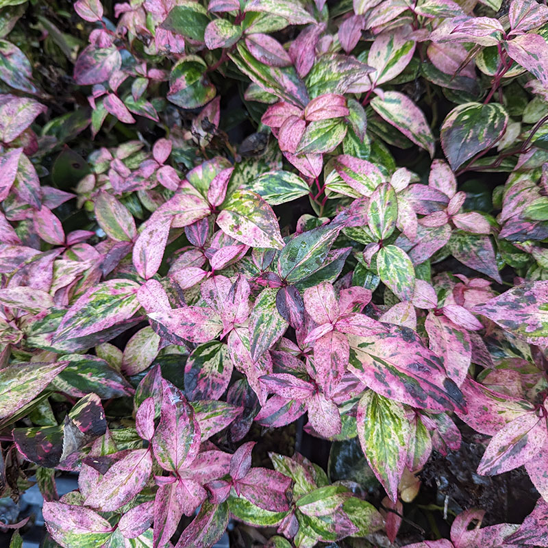 Close up of the pink, green, and cream foliage of Paisley Pup doghobble