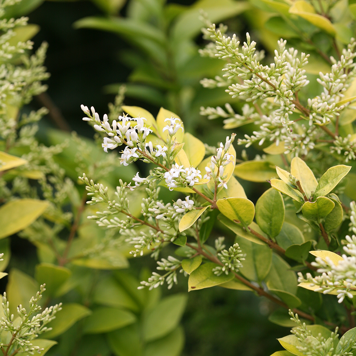 Close up of Golden Ticket Ligustrum white blooms with lime green foliage