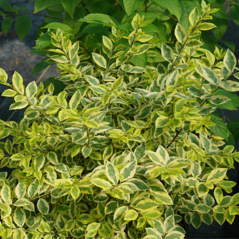 A close up of the bright gold and green foliage. 
