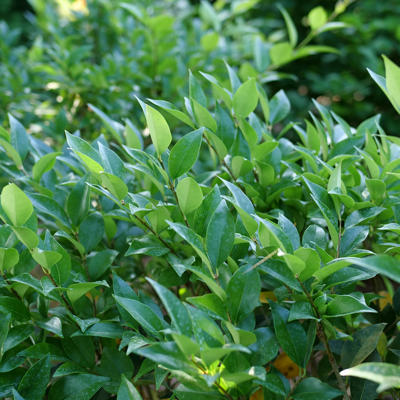 A close up of Kindly's ligustrum's glossy green foliage.