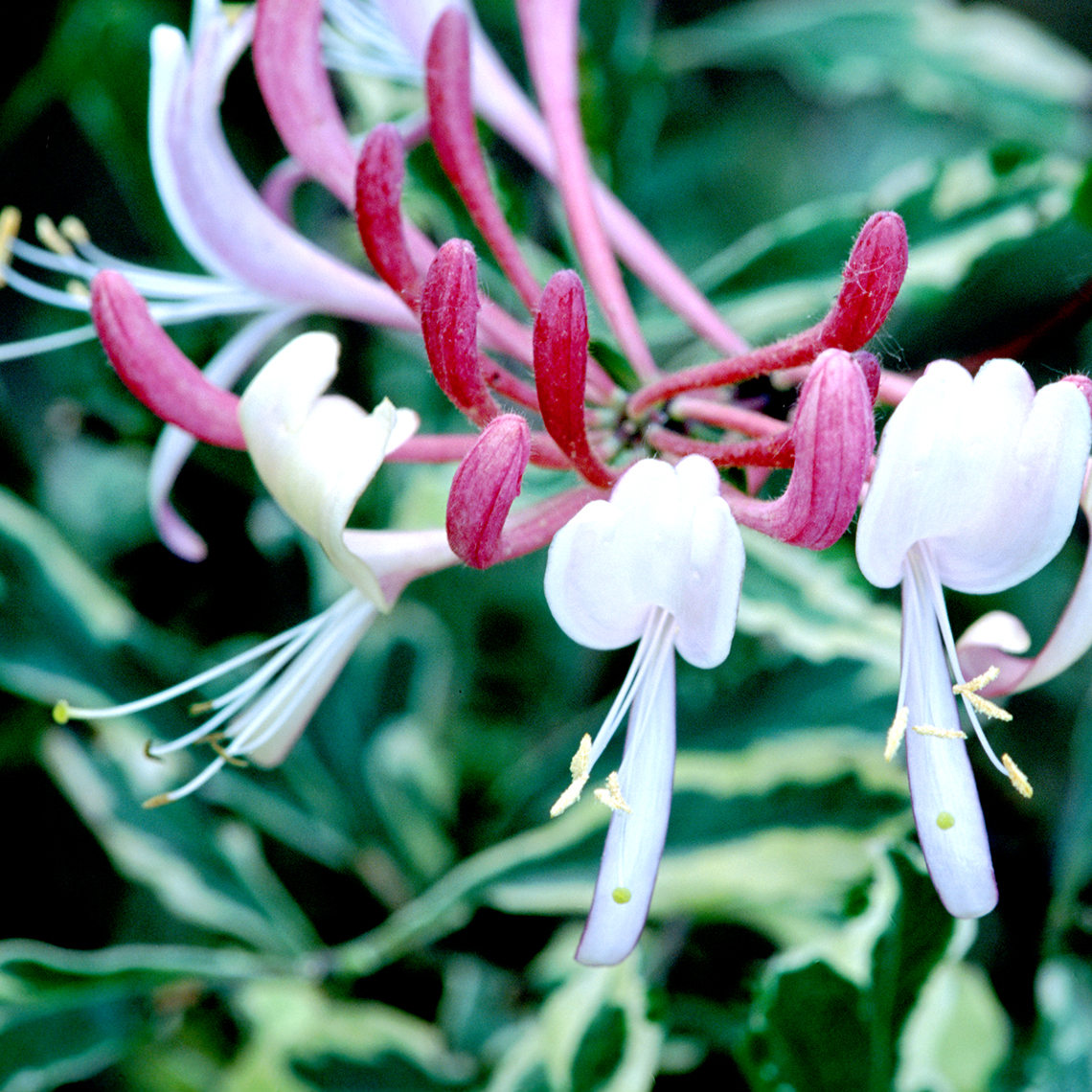 Close up of Lonicera Harlequin blooms