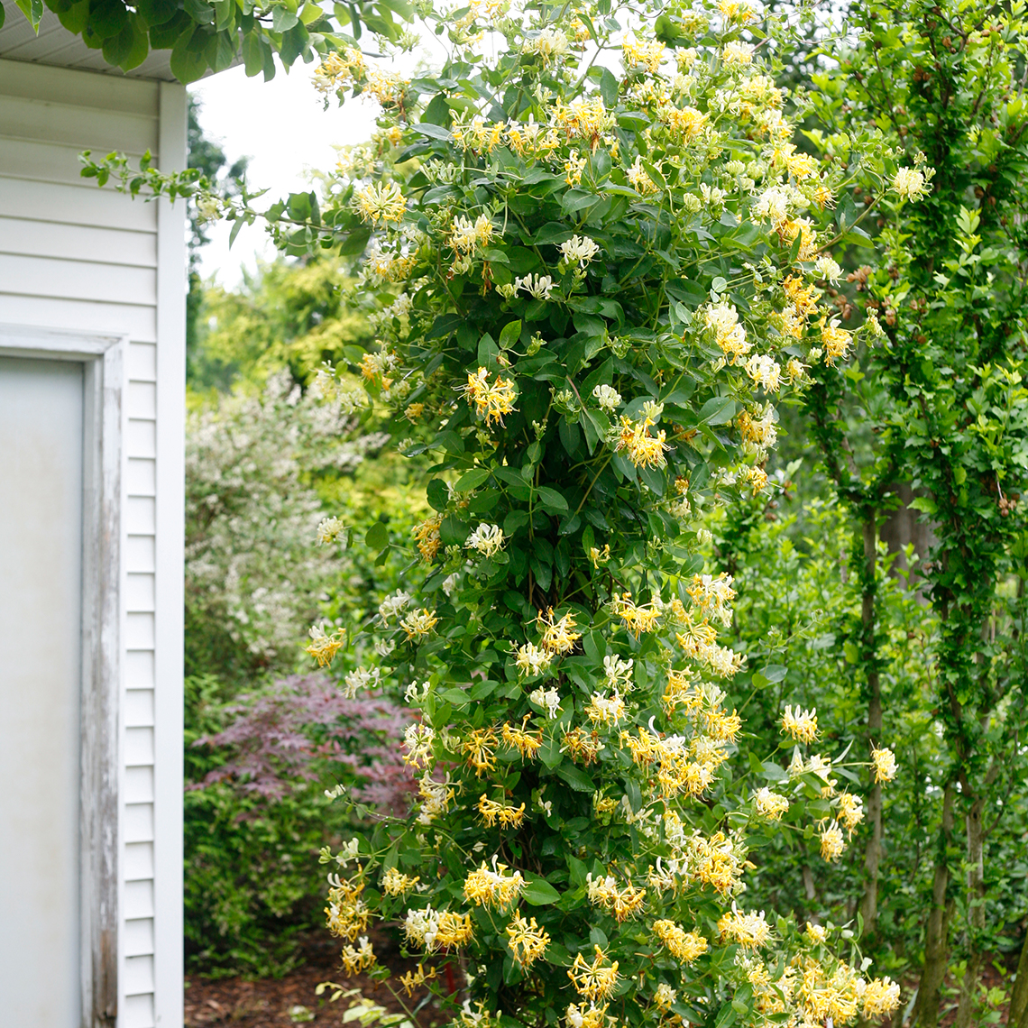 Scentsation Lonicera abundant blooms climbing up pole