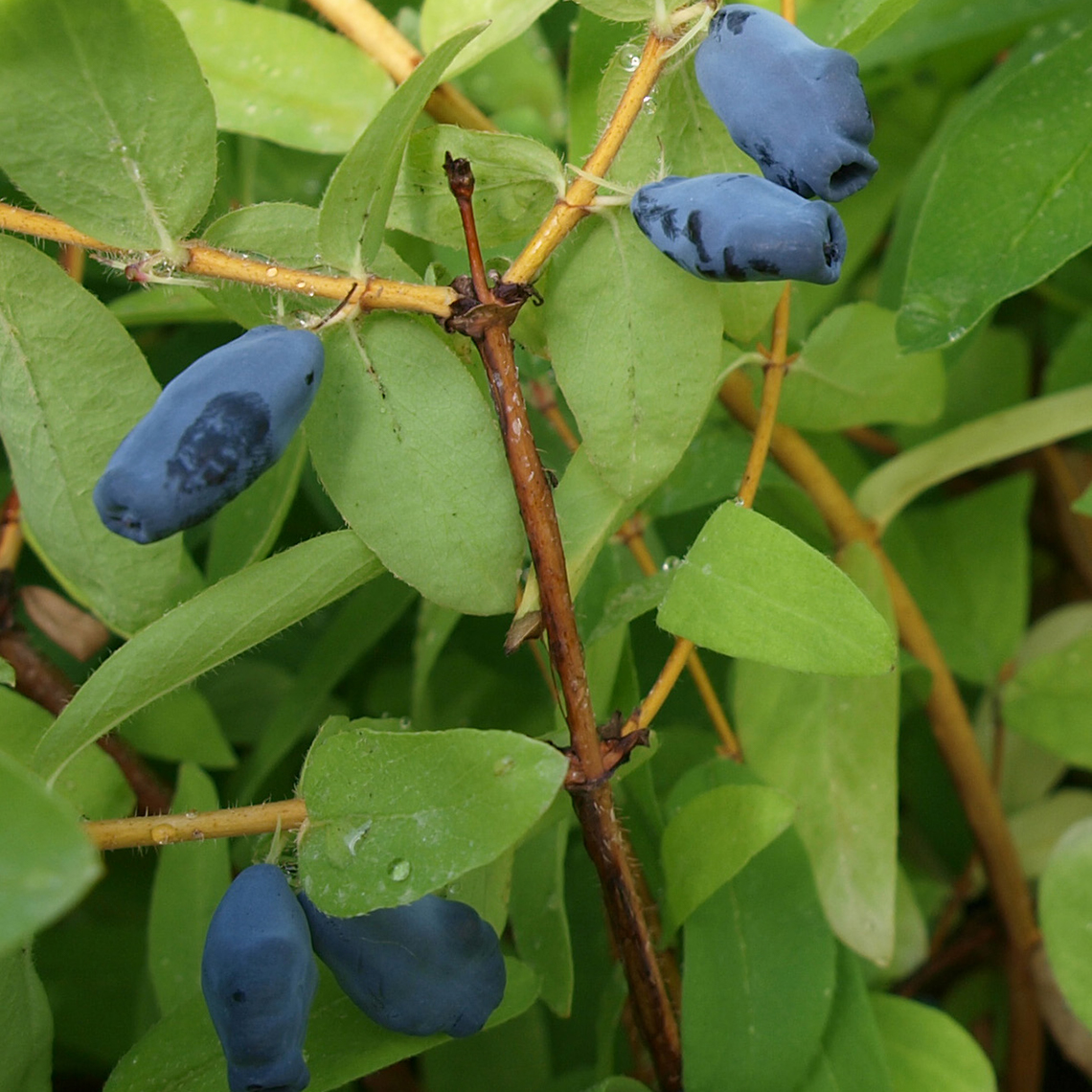Close up of blue Sugar Mountain Balalaika Lonicera berries and green foliage