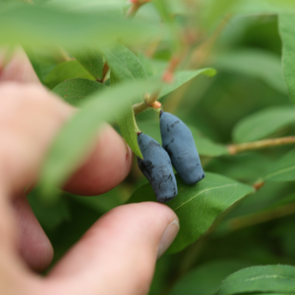 Sugar Mountain Blue Lonicera berries getting picked off the vine