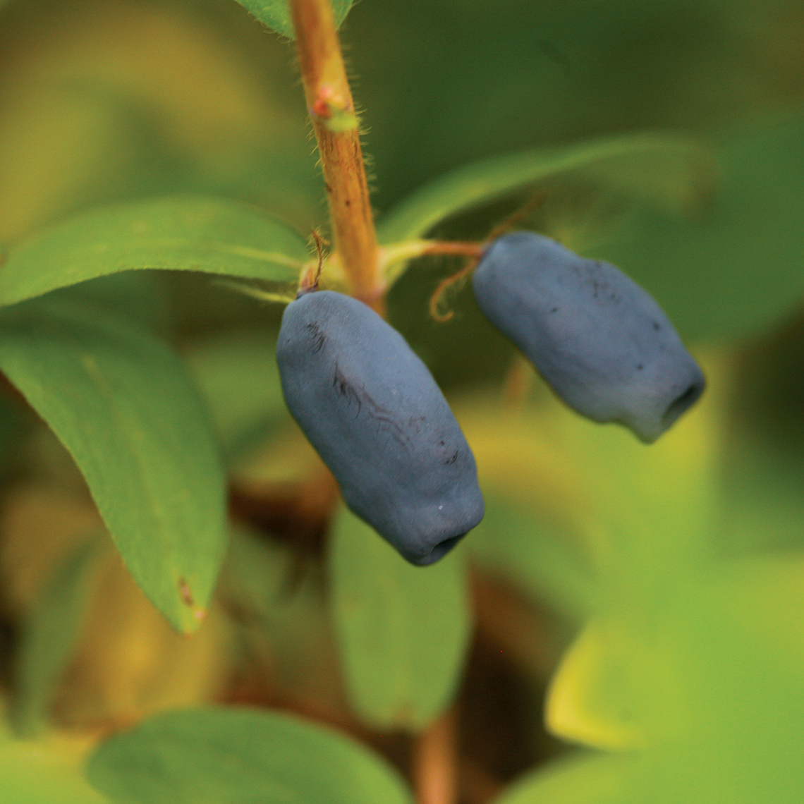 Close up of Sugar Mountain Blue Lonicera berries on vine