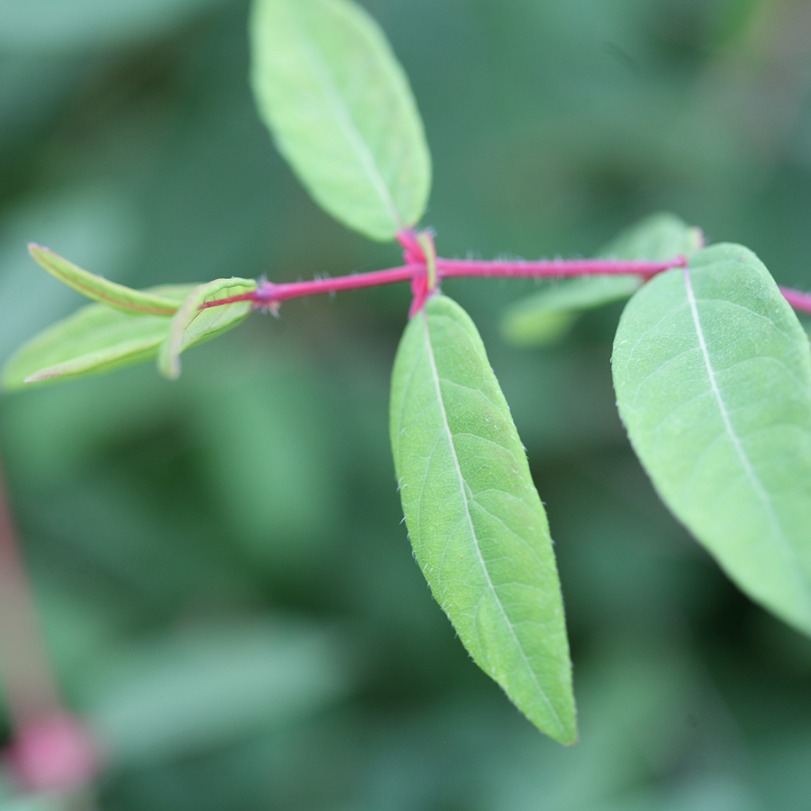 Close up of Sugar Mountain Blue Lonicera lime green foliage and pink stems