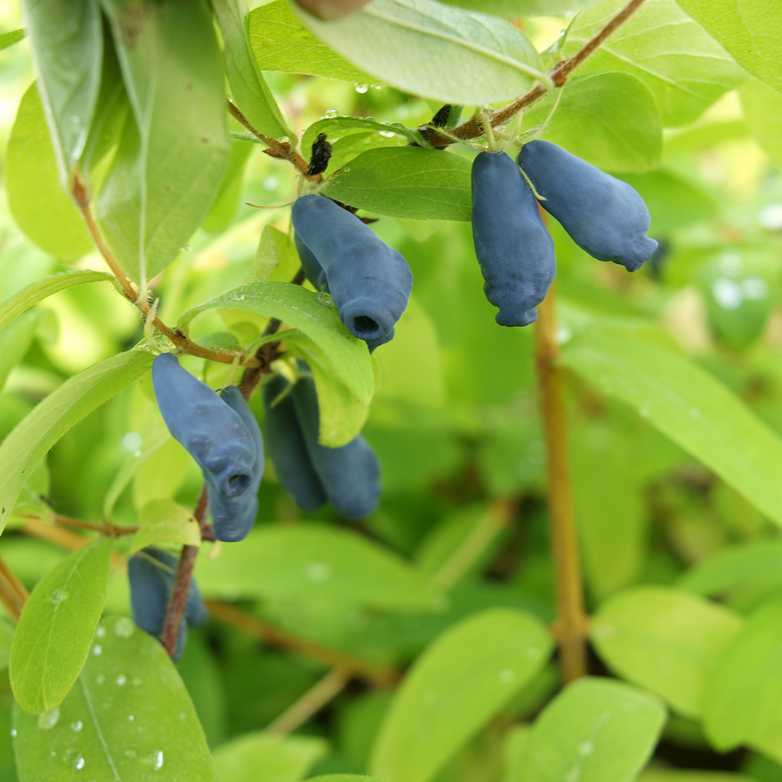 Close up of blue Sugar Mountain Eisbar Lonicera berries and green foliage